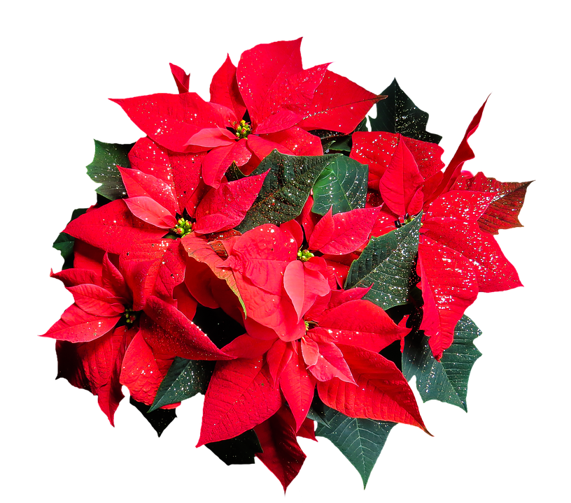 Poinsettia