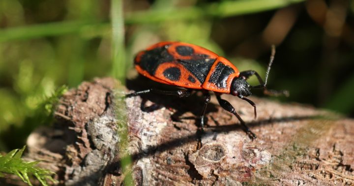 insecte gendarme