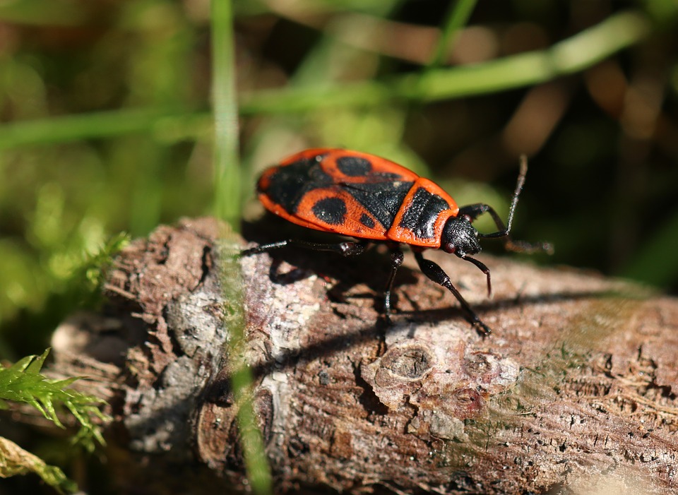 insecte gendarme