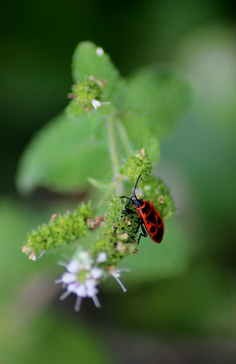 insecte gendarme