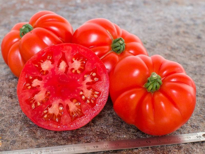 Tomate côtelée : toutes les infos utiles !