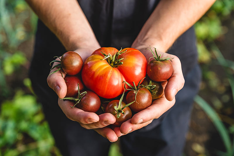 serre à tomates