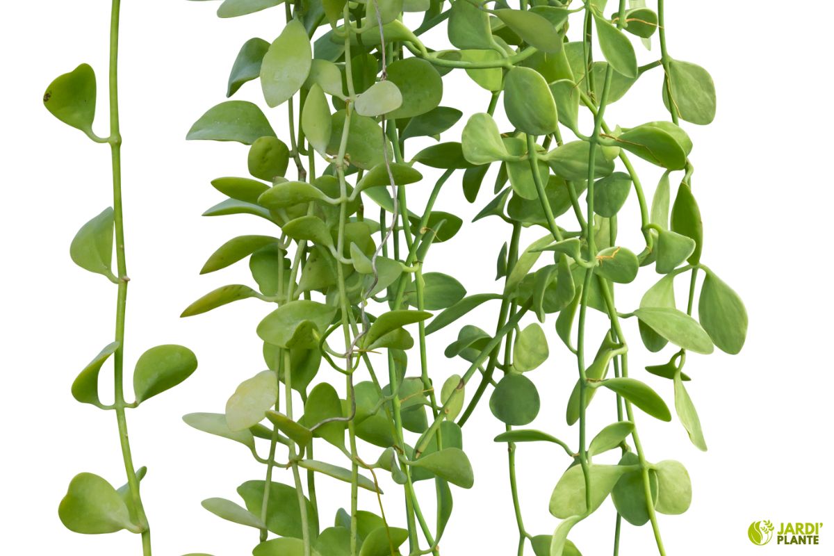 Lot de 20 tuteurs de support pour plantes grimpantes, support pour tomates, orch Lot de 20 tuteurs de support pour plantes grimpantes, support pour tomates, orch