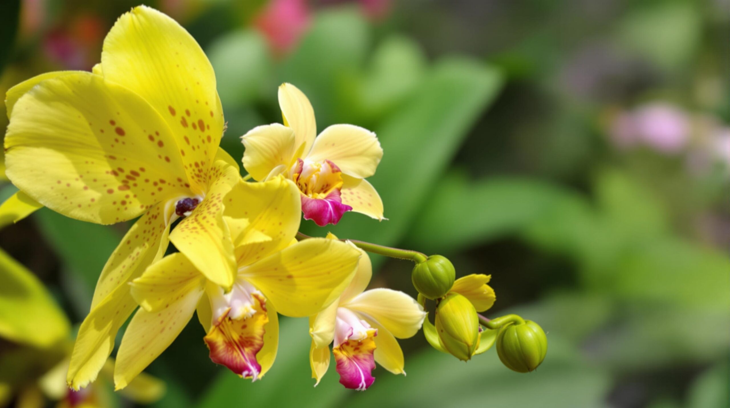 conseils pour cultiver des orchidées rares en serre à domicile